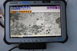 The grey dots on the screen are thermal images of feral pigs gathered by the drone in a trial run near Moonie.