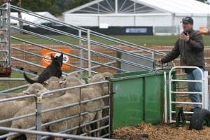 Darren Holmberg asks Go Getta Princess to come up and help at Hamilton yesterday.