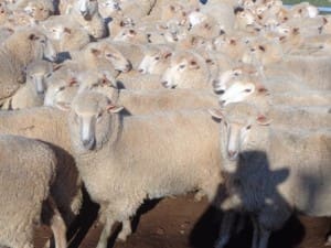 These July-August 2014-drop first cross ewe lambs, 52,.2kg lwt, sold for$179 at Somerton, NSW, on AuctionsPlus last week.