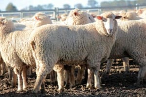 These 55.4kg February shorn 9-10 month-old first cross ewe lambs at Temora, NSW, sold for $195 on AuctionsPlus last week.