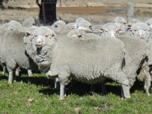 These September-shorn Westvale and Cressbrook blood ewes, scanned 100pc in lamb to White Suffolk rams, sold for $125.50 at Dundee, NSW, on AuctionsPlus yesterday.