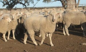 These mixed sex April-May drop first cross lambs (42.4kg lwt,18.6 cwt) at Burren Junction, NSW, sold for $125 on AuctionsPlus yesterday.