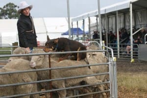 Fred Rains and Minky in action at the 2015 Hamilton Sheepvention.