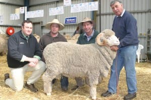 Glendonald Merino Stud principal Robert Harding holds the $21,000 ram he sold, with from left, Landmark agent Brad Wilson, and buyers Michael Hedger, Snowy Plain stud, and Michael Green, Boudjah stud.