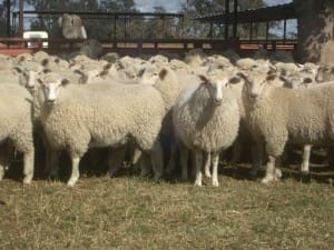 These 3-4 month-old mixed sex first cross lambs sold for $134.50 at Spring Plains, NSW, on AuctionsPlus this week.