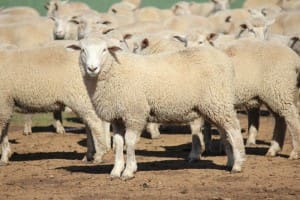These February-March drop White Suffolk cross lambs, 18.4kg cwt, at Temora, NSW, sold for $113 on AuctionsPlus yesterday.
