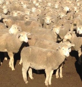White Suffolk-Merino cross lambs in South Australia.