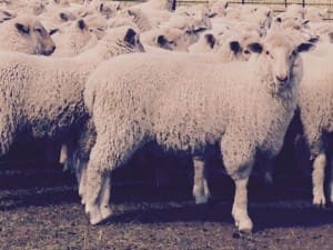 These 18.1kg cwt March-April drop first cross lambs sold for $118 at Coonamble, NSW, on AuctionsPlus yesterday.