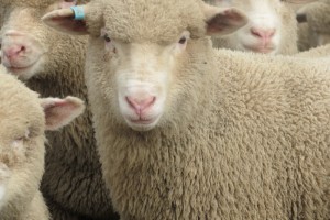Lambs new season