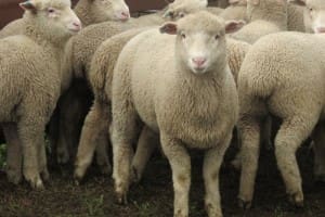 These April-May drop 15.7kg cwt Poll Dorset cross lambs at Temora, NSW, sold for $105 on AuctionsPlus yesterday. 