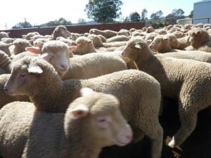 These 14.9kg cwt May-June drop Poll Dorset-Merino cross lambssold for $91 at Boorowa on AuctionsPlus last week.