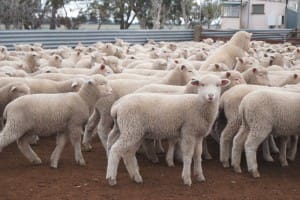 These May-June drop Poll Dorset cross lambs, 1.7kg cwt, sold for $86 at Serpentine, Victoria, on AuctionsPlus yesterday.