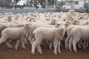 LambsPDX Serpentine AuctionsPlus Aug12-15