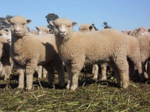 These February-March drop Poll Dorset cross lambs, 15.8kg cwt, sold for $108.50, at Gilgandra, NSW, on AuctionsPlus last week.