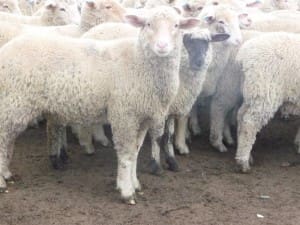 These April-May drop White Suffolk and Suffolk cross suckers, 16.4kg cwt, sold for $112.50 at Tocumwal, NSW, on AuctionsPlus yesterday.
