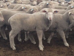 These 13.6kg cwt May-June drop White Suffolk cross lambs sold for $96.50 on AuctionsPlus last week.