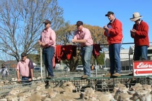 The Elders Ouyen team in action this week.