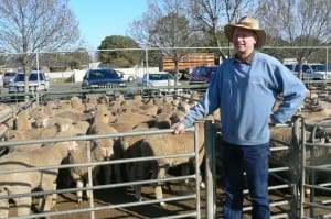 Walpeup producer Les Stone sold Poll Dorset cross suckers for $180 at the Ouyen Livestock Exchange this week.