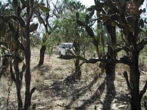 A prickly pear infestation. Picture: Les Tanner.