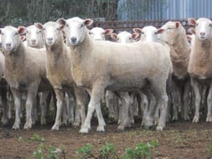 These unjoined 13-14 month-old first cross ewes at Armatree, NSW, sold for $211 on AuctionsPlus last week. 