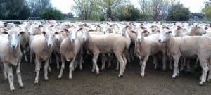 These 15-18 month-old 55kg lwt first cross ewes sold for $235 at Naring in Victoria on AuctionsPlus last week