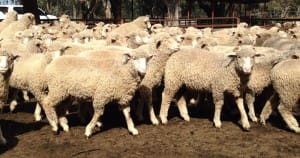 These April-May drop Poll Dorset cross lambs, 17.8kg cwt, at Condoblin, NSW, sold for $118.50 on AuctionsPlus last week. 