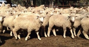 These April-May drop Poll Dorset cross lambs, 17.8kg cwt, at Condoblin, NSW, sold for $118.50 on AuctionsPlus last week.
