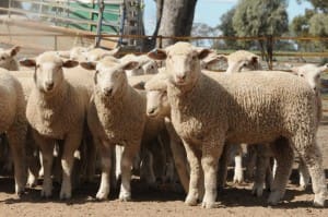 These Lambpro composite lambs, 15.3kg cwt, sold for $96 at Narromine, NSW, on AuctionsPlus this week.