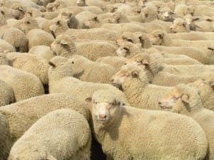 These April-May drop Poll Dorset-Merino cross lambs, 17kg cwt, sold for $94.50 at Coleambally, NSW, on AuctionsPlus yesterday.
