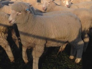 These 16.3kg cwt May-June drop Poll Dorset cross lambs sold for $108 at Molka in northern Victoria on AuctionsPlus yesterday.