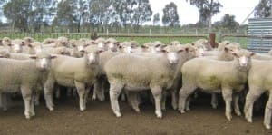 These 20.6kg cwt May-June-drop White Suffolk cross lambs at Bennala, Victoria, sold for $110 on AuctionsPlus yesterday.