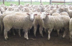 These 18.9kg cwt 4-5 month-old White Suffolk cross lambs with heavy Bathurst burr sold for $116 at Katunga on AuctionsPlus yesterday.