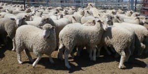 These 400 April-May drop White Suffolk cross lambs, 16.9kg cwt, sold for $106 at Coonamble, NSW, on AuctionsPlus last week.