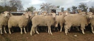 These April-May drop 14.1kg cwt White Suffolk cross lambs at Barmedan, NSW, sold for $106.50 on AuctionsPlus yesterday.