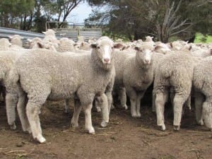 These 16.9kg cwt May-June drop first cross wether lambs at Kingston SA sold for $94.50 on AuctionsPlus this week.