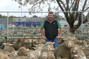 Landmark Ouyen's Nathan Baird with 135 of R. & P. Healy's White Suffolk cross suckers that sold for $151. The Healy's also sold 174 Merino ewes from their Mt Dispersion Station at Euston for $95.20.