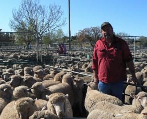 Meringur producer Robert Matthews sold 65 Poll Dorset cross sucker lambs for $135 at Ouyen yesterday.
