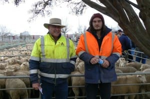 At the Ouyen sale on Thursday, Darrel and Elliot Sue from the Arumpo Pastoral Co. via Mildura sold 346 White Suffolk cross suckers for up to $143. 