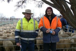 At the Ouyen sale on Thursday, Darrel and Elliot Sue from the Arumpo Pastoral Co. via Mildura sold 346 White Suffolk cross suckers for up to $143.