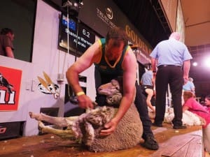 Champion SA shearer Shannon Warnest. Picture: Shearing Sports NZ.