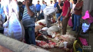 Sheep being slaughtered outside ESCAS. Picture: Animals Australia