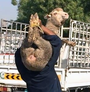 An Australian sheep trussed for later slaughter in the Middle East. Picture: Animals Australia