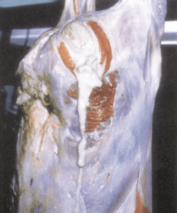 A sheep carcase affected by Cheesy Gland. Picture: NSW DPI.