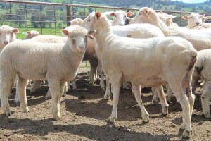 These young first cross ewes with Poll Dorset lambs sold for $251 at Boorowa, NSW, on AuctionsPlus last week.