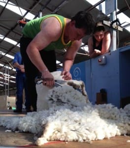 SA blade shearer John Dalla at Hamilton