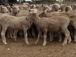These mostly score 2 May-June drop first cross wether lambs, 14.1kg cwt, sold for $85 at Kingston, SA, on AuctionsPlus this week. 