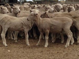These mostly score 2 May-June drop first cross wether lambs, 14.1kg cwt, sold for $85 at Kingston, SA, on AuctionsPlus this week.