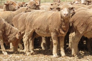These 18.3kg cwt March-April drop September shorn Merino lambs sold for $87.50 at West Wyalong, NSW, on AuctionsPlus last week.