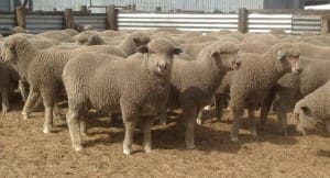 These 15.5kg cwt Poll Dorset-Merino cross lambs at Keith, SA, sold for $86.50 on AuctionsPlus yesterday.