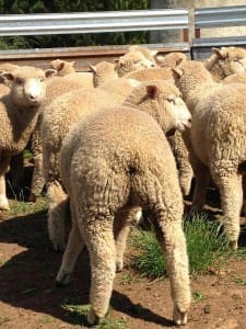 These May-July drop Poll Dorset cross lambs at Bombala NSW weighing 17.6kg cwt sold for $95.50 on AuctionsPlus yesterday.